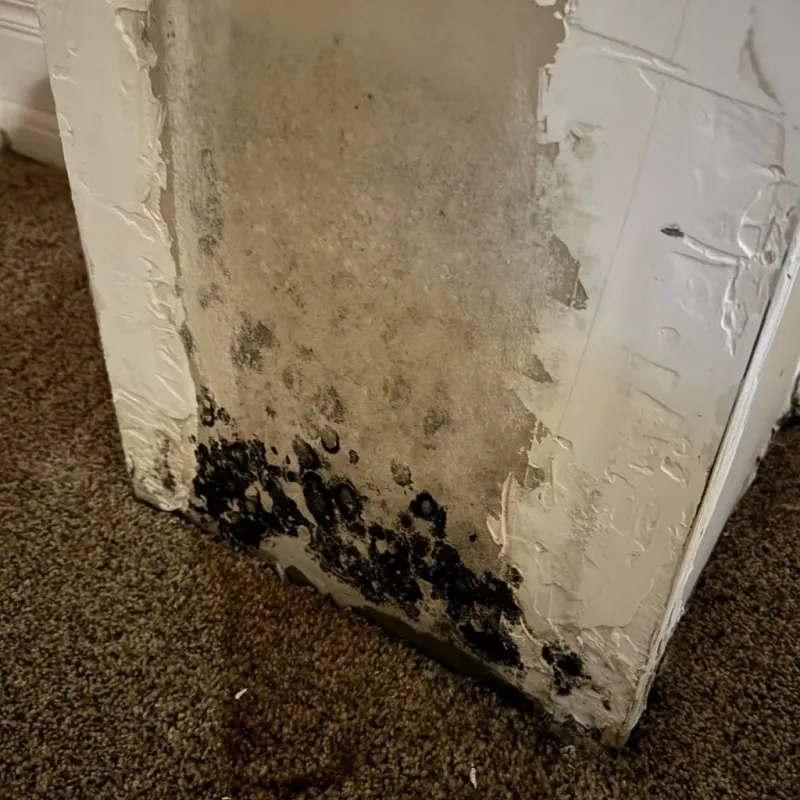 Professional Mold Removal in Valparaiso, FL